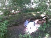 Czy to szczątki skrzynki?