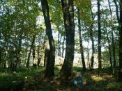 Drzew w lesie pełno, ale szukaj tego.