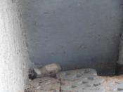 STARY SPOILER. Kesz jak na dłoni. Odłóż tak samo.