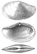 Yoldia semistriata