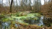 strumyk na drodze grząskich mokradeł do stawów na północy 51.302286, 20.289840