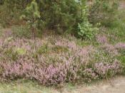 Wrzosowa wyprzedaż wrześniowa