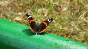 Motyl A - większy.
