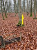 Gwiazdor Kulturysta-Start