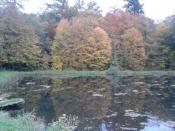 Staw jesienią