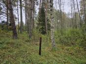 Świerk w oddali ze skrzynką