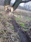 Żerowisko bobrów 2