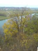 Pod lewym konarek drzewa z żółtymi liśćmi