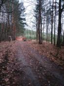 1. Blisko - lasek po prawej