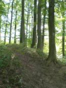 stad widac i koniec odnogi szlaku i poszukiwane drzewo