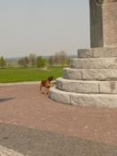 Mój pies, wdrapał się na pomnik... ;)