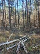 aktualny widok ze ścieżki na miejsce ukrycia