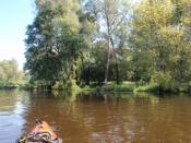 Narew