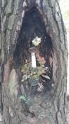 Kapliczka w drzewie