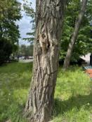 dendrologia
