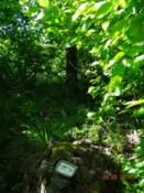 Pieniek, widok od strony jeziora, dalej widoczny pień sosny.