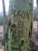 napis na drzewie