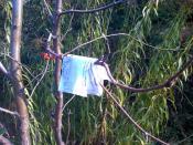 Logbook dojrzewający na drzewie