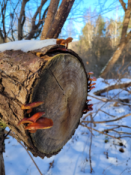 Czyżby pożywienie tubylców?