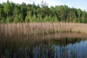 Kontrola skrzynki 5 maja - torfowisko ładnie się zieleni...