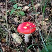 amanita