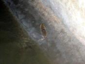 Szczur uciekający przed Ateną.pl