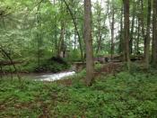 Widok od strony kesza na zaporę