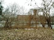 widok, gdy za plecami jest drzewo z naroślą