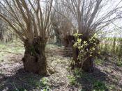 W lesie łęgowym na Nizinie... (To nie jest spojler)