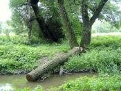 Po tamtej stronie kaczostrady