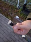 Zdjęcie 1