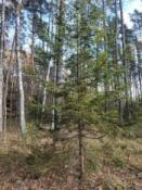 Na tej choince kesz jest obecnie.