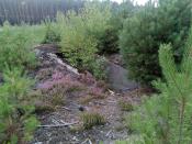 Takiego maskowania to nawet w wojnie nie miał :D