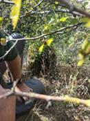 Spojler- uwaga - pień na krawędzi muru