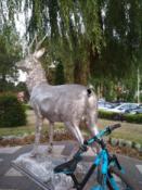 Deer