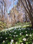 Ślicznie, wiosennie