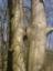 obok Dewajtisa: drzewa - przyssawki