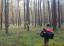 W lesie wszystkie sosny są eukaliptusowe