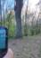 Dąb