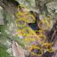Mrówki pozaznaczane na żółto