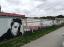 Elvis