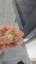 fishu 2