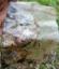 Log