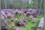 Rododendrony powoli przekwitają - 09 czerwiec