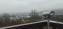 Widok