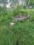 Fountain in a swamp