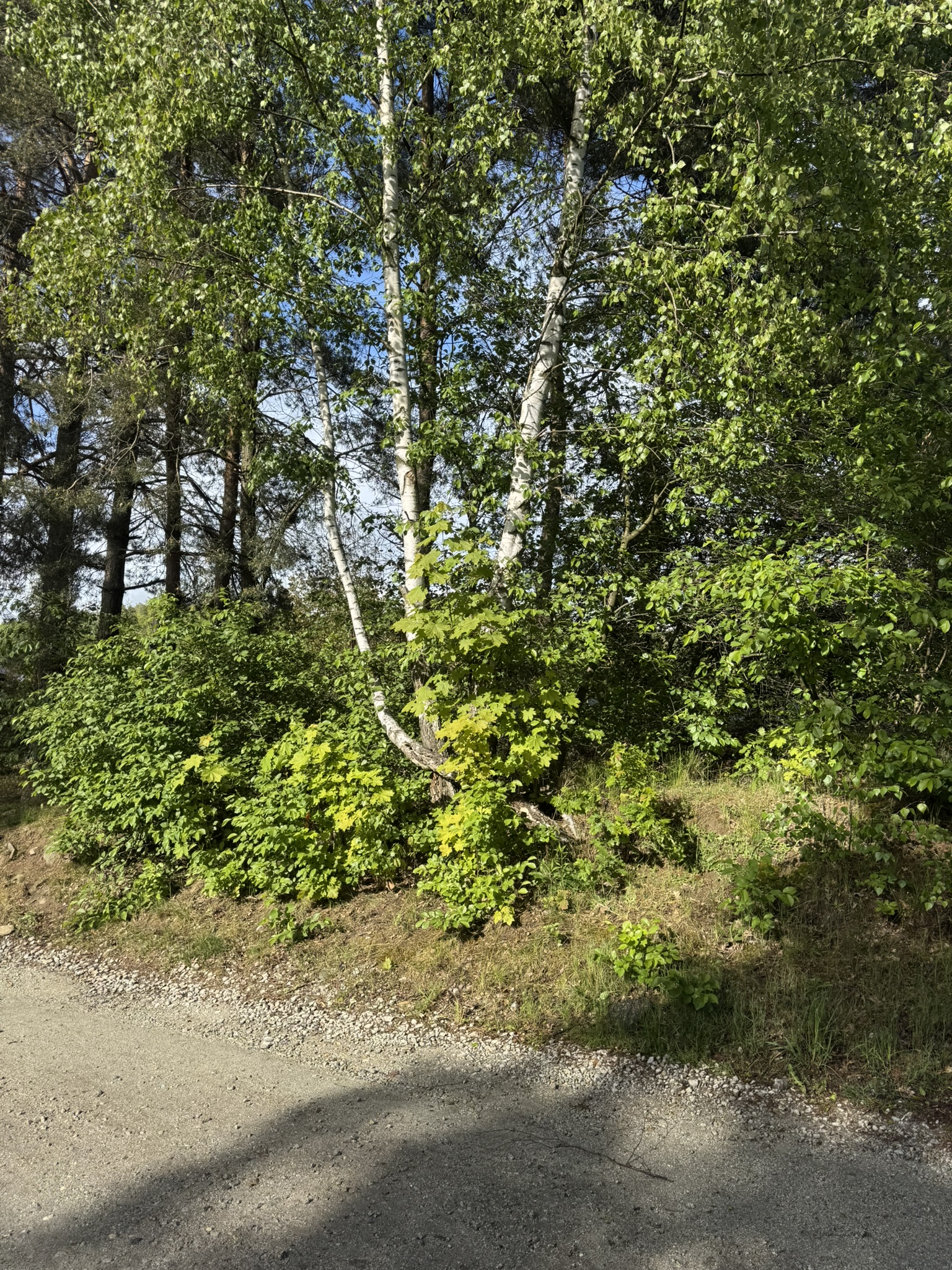0746C201-2394-361E-EE7A-61405505AA27.JPEG