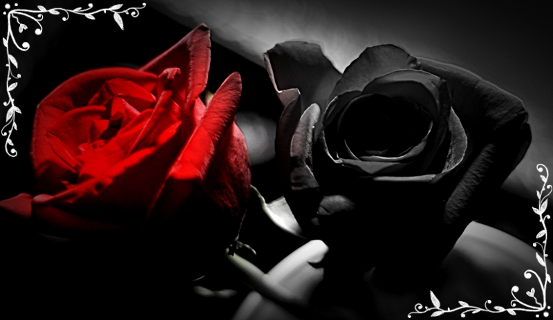 Znalezione obrazy dla zapytania heart black  rose