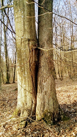 Podwójne drzewo
