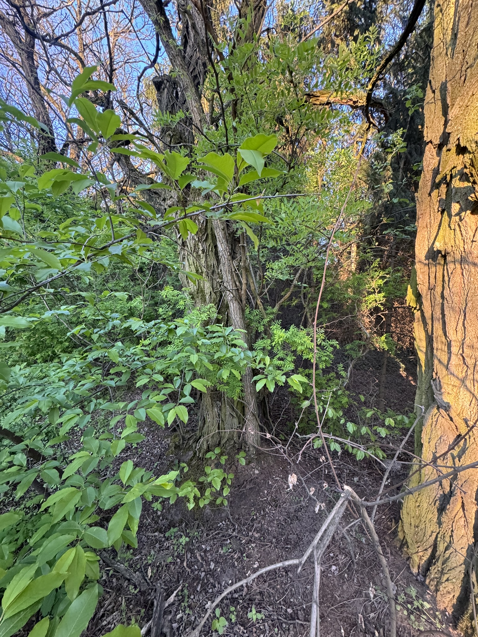AE73E73F-F77A-57DF-13C0-7F7B4B601932.JPEG